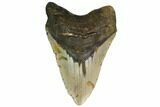 Huge, Fossil Megalodon Tooth - North Carolina #146780-1